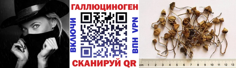 Галлюциногенные грибы Psilocybe  omg как войти  Тула 